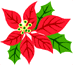 Poinsettia